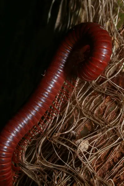 stock image Close up of a millipede on a branch