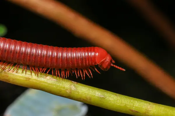 stock image Close up of a millipede on a branch