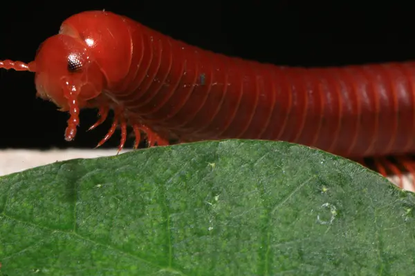 stock image Close up of a millipede on a branch