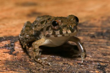 Ahşap bir yüzeyde oturan bir kurbağanın yakın çekimi. Bu amfibyumun bilimsel adı Rana temporaria..