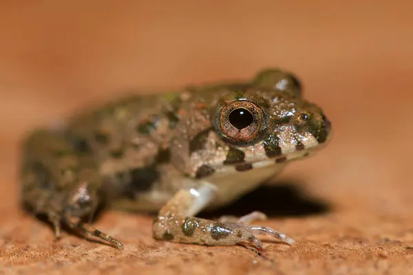 stock image A close up of a frog sitting on a wooden surface. This amphibian has the scientific name Rana temporaria.