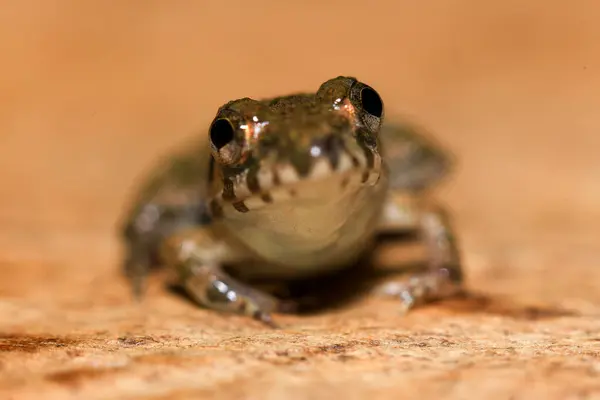 stock image A close up of a frog sitting on a wooden surface. This amphibian has the scientific name Rana temporaria.