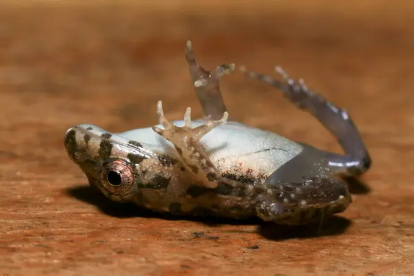 stock image A close up of a frog sitting on a wooden surface. This amphibian has the scientific name Rana temporaria.