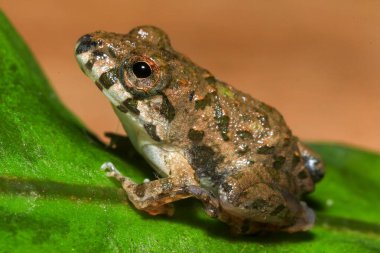 Yağmur ormanlarında yeşil bir yaprağın üzerindeki kurbağaya yaklaş.