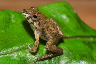 Yağmur ormanlarında yeşil bir yaprağın üzerindeki kurbağaya yaklaş.