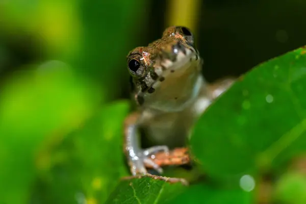 stock image Close up of a frog on a green leaf in the rainforest