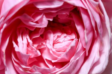 Güzel gül çiçeği, yakın plan, doğal çiçek arkaplanı, makro fotoğraf.