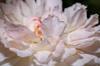 Güzel gül çiçeği, yakın plan, doğal çiçek arkaplanı, makro fotoğraf.