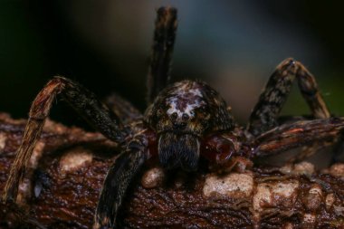 Yağmur ormanlarında bir dalda zıplayan örümcek. 