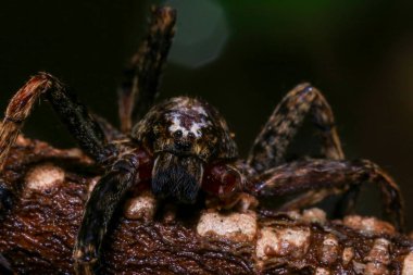 Yağmur ormanlarında bir dalda zıplayan örümcek. 