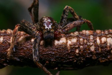 Yağmur ormanlarında bir dalda zıplayan örümcek. 