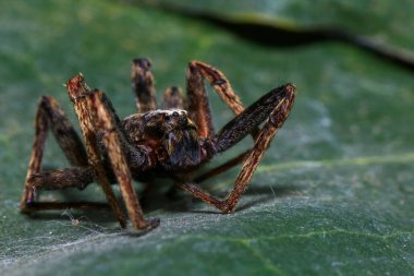 Yağmur ormanlarında bir dalda zıplayan örümcek. 
