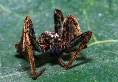 Yağmur ormanlarında bir dalda zıplayan örümcek. 