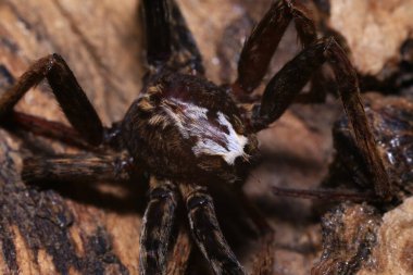 Yağmur ormanlarında bir dalda zıplayan örümcek. 