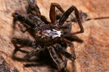 Yağmur ormanlarında bir dalda zıplayan örümcek. 