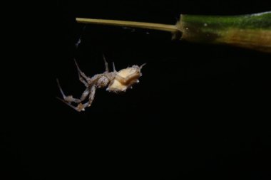 Yağmur ormanlarında bir dalda zıplayan örümcek. 