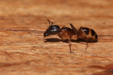 Bahçede yeşil yapraklı kırmızı karınca. Makro. Sığ alan derinliği