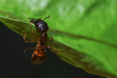 Bahçede yeşil yapraklı kırmızı karınca. Makro. Sığ alan derinliği