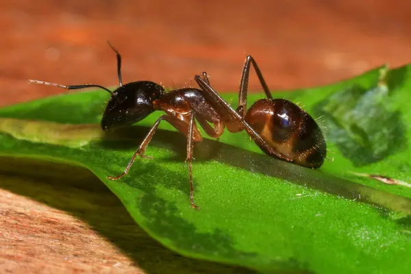 stock image Red Ant on green leaf in the garden. Macro. Shallow depth of field