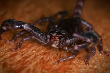 Ahşap bir arka planda Akrep. Akrebe yakın çekim