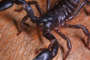 Scorpion on a wooden background. Close up of scorpion clipart