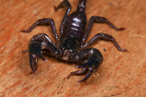 stock image Scorpion on a wooden background. Close up of scorpion