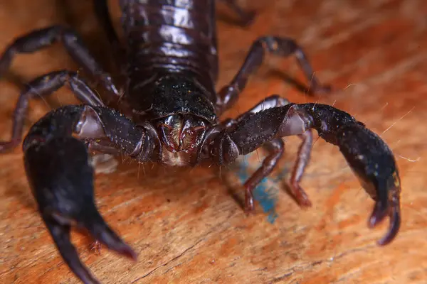 stock image Scorpion on a wooden background. Close up of scorpion