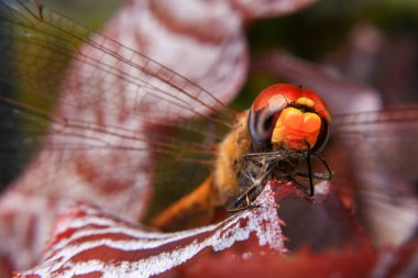 Yeşil yapraklı bir yusufçuk böceği makrosu..