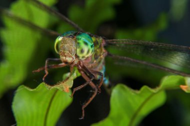 Yeşil yapraklı bir yusufçuk böceği makrosu..