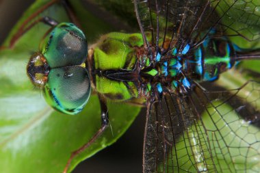 Yeşil yapraklı bir yusufçuk böceği makrosu..