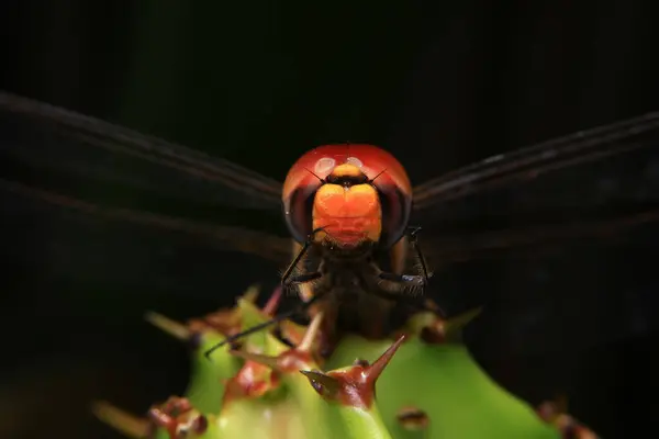 stock image Macro of a dragonfly on a green leaf.