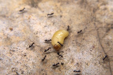 Karıncalar yerde bir termit larvasını avlar ve öldürür..