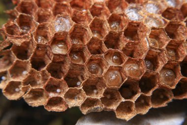 Bal petekleri üzerinde çalışan arıları yakından izle. Yakından çekilen bir eşek arısı ailesinin yuvası..