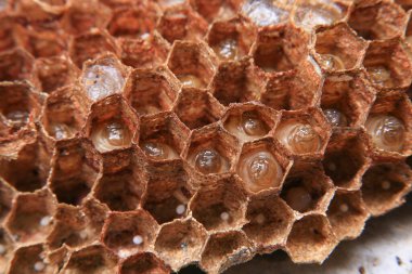 Bal petekleri üzerinde çalışan arıları yakından izle. Yakından çekilen bir eşek arısı ailesinin yuvası..