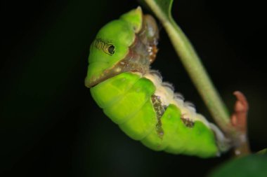 Yeşil yapraklı tırtıl doğada ya da bahçede