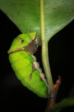 Yeşil yapraklı tırtıl doğada ya da bahçede