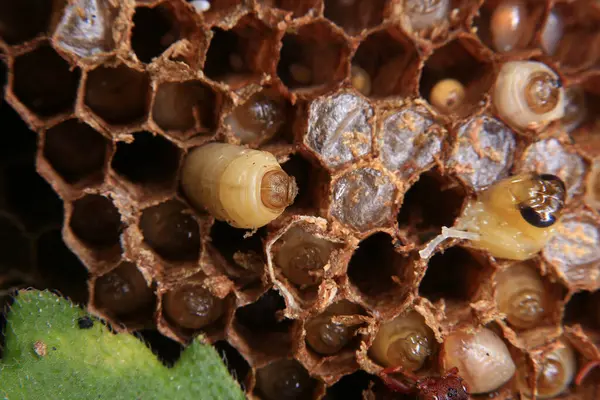 stock image Close up view of the working bees on honeycombs. The nest of a family of wasps which is taken a close-up.