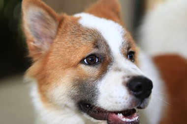 Saldırgan köpek Thai Bang Kaeo