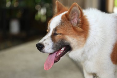 Saldırgan köpek Thai Bang Kaeo