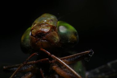 Bir yusufçuğun Ultra Makro 'su