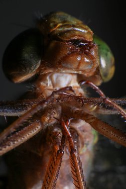 Bir yusufçuğun Ultra Makro 'su