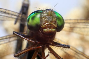 Bir yusufçuğun Ultra Makro 'su
