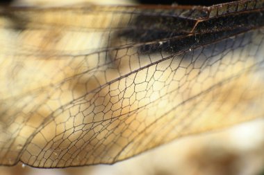 Bir yusufçuğun Ultra Makro 'su