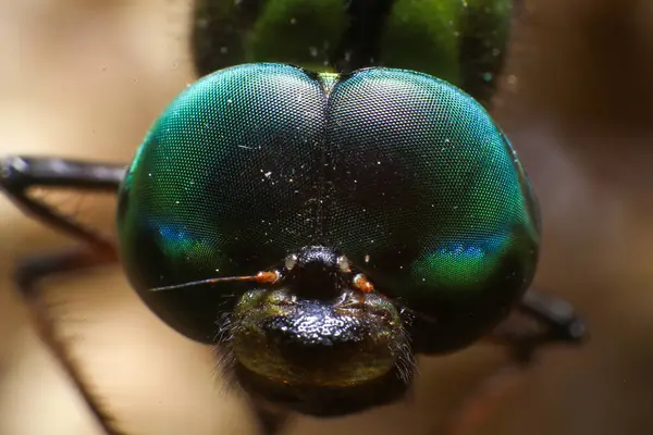 stock image Ultra Macro of a dragonfly