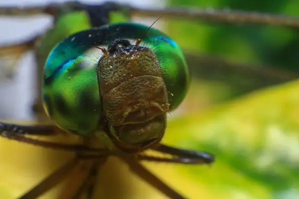 stock image Ultra Macro of a dragonfly