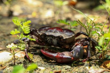 Yerdeki kırmızı kaya yengeci, bir yengecin yakın çekimi