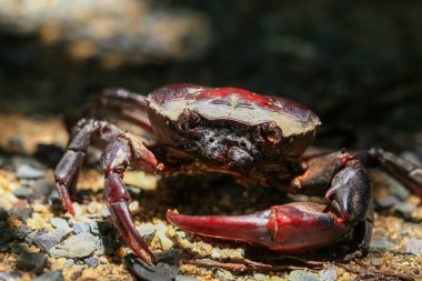 Yerdeki kırmızı kaya yengeci, bir yengecin yakın çekimi