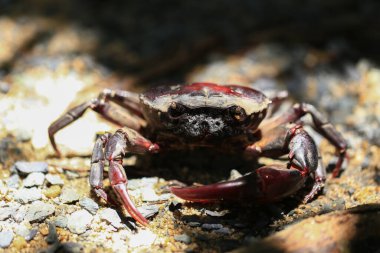 Yerdeki kırmızı kaya yengeci, bir yengecin yakın çekimi
