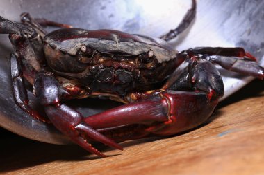 Yerdeki kırmızı kaya yengeci, bir yengecin yakın çekimi