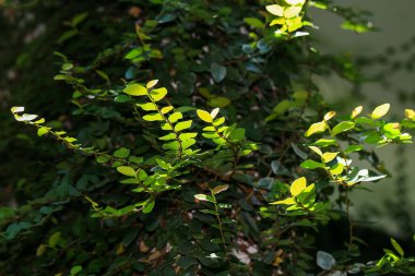 Sabah ışığında yeşil yaprakları olan bir çalılığa yakın..